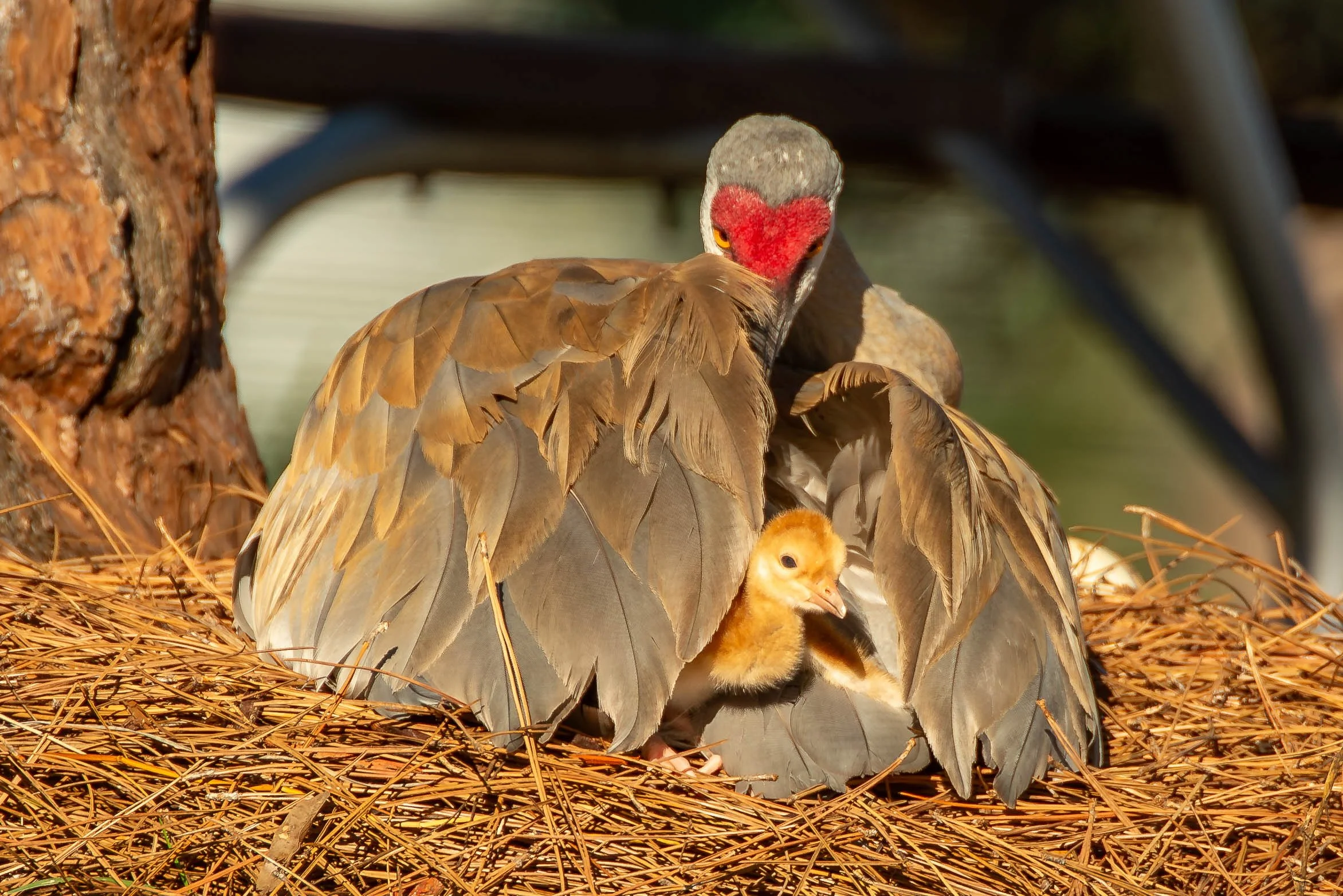 YARDBIRDS/ BROKEN WINGS & EMPTY NESTS｜Pluri-biotech.com